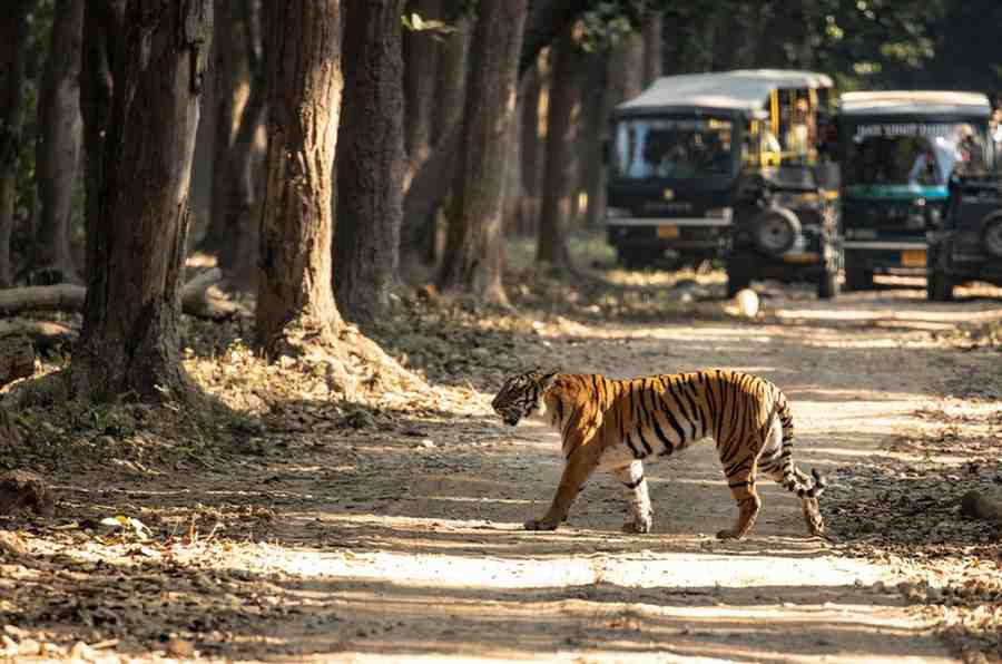 Nainital Jim Corbett tour package